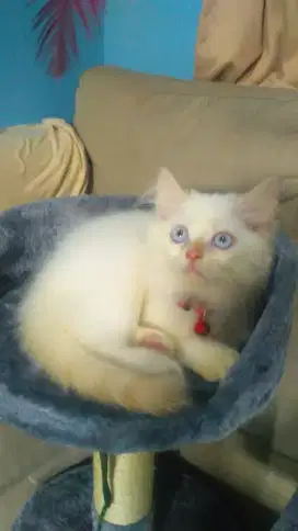 Grooming panggilan khusus kucing