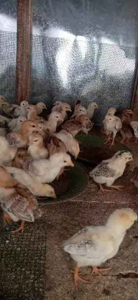 Anak ayam kampung super usia 1 bln sudah divaksin lengkap.