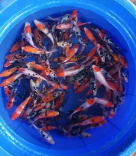 Ikan koi berbagai macam size 10 -12 cm