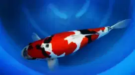 KOI IMPORT JEPANG OGATA SHOWA DOITSU SIZE 52CM