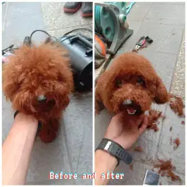 Termurah jasa grooming anjing kucing panggilan cukur bulu mandi rumah
