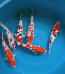 IKAN KOI GRACIA BIKIN SEMANGAT HIDUP LEBIH BERWARNA