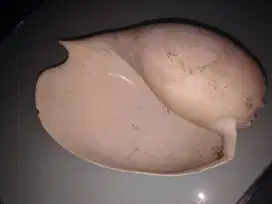Cangkang Kerang Congklak Besar Murah