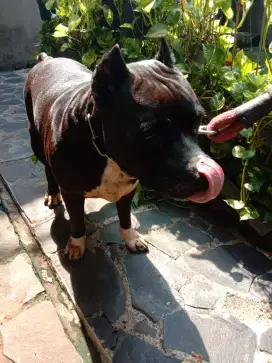 Menerima Groming dog dan jasa jalanin anjing bisa khusus DEPOK