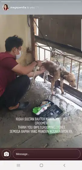 Termurah jasa grooming anjing kucing panggilan cukur bulu mandi rumah