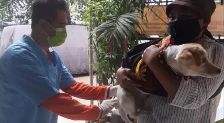 DOKTER PANGGILAN DAN GROOMING PANGGILAN DI JIMBARAN UNGASAN
