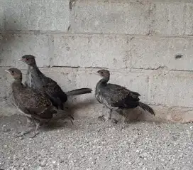 Ayam Kalij Pheasant Sepasang Anakan