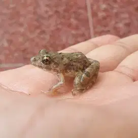 Kodok Katak Sawah Hidup Pakan Ikan