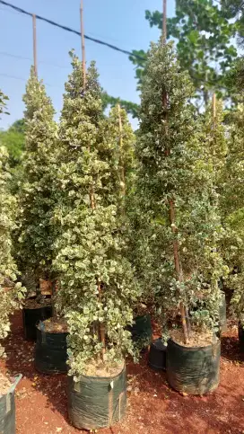 Pohon beringin kupu kupu variegata tinggi 2 meter