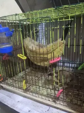 Sugar glider  cg sepasang plus kandang