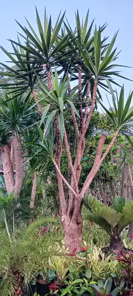 Tanaman Yuca - tinggi 2,3 meter