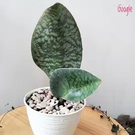 Tanaman Hias Sansevieria Centong | Sansevieria Masoniana