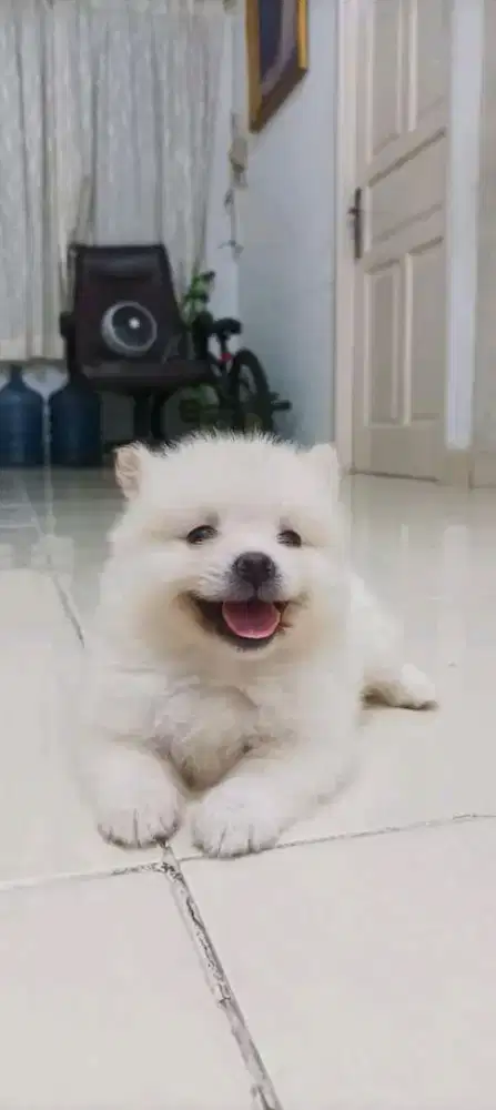 Termurah jasa mandi anjing&kucing panggilan bekasi barat