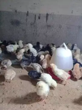 Anak ayam KUB usia 3 hari