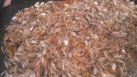 Bismillah Jual Bibit Ikan Nila