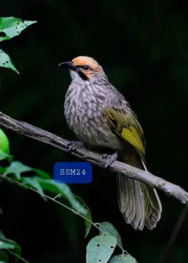 Terlaris Burung Cucak Rowo Bisa Kirim Keseluruh Indonesia