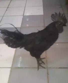 Di Jual Ayam Jago Hitam Cemani usia 1 tahun lebih