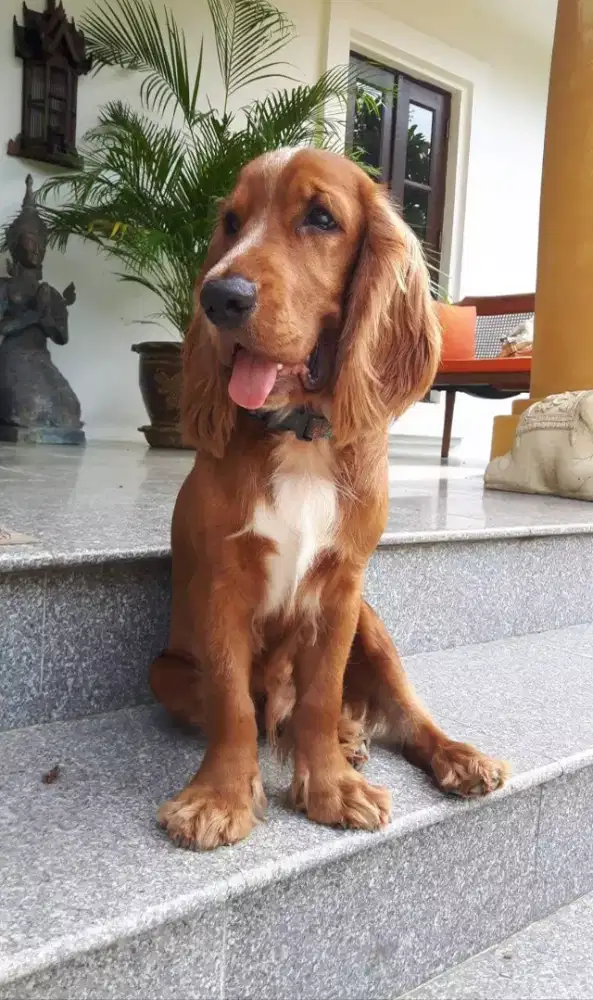 Vetcare Taman Griya