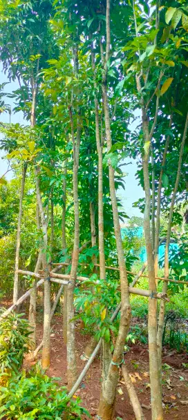 Pohon tabebuya pagoda /bunga ungu