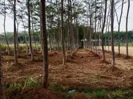 Menjual tanah sengon