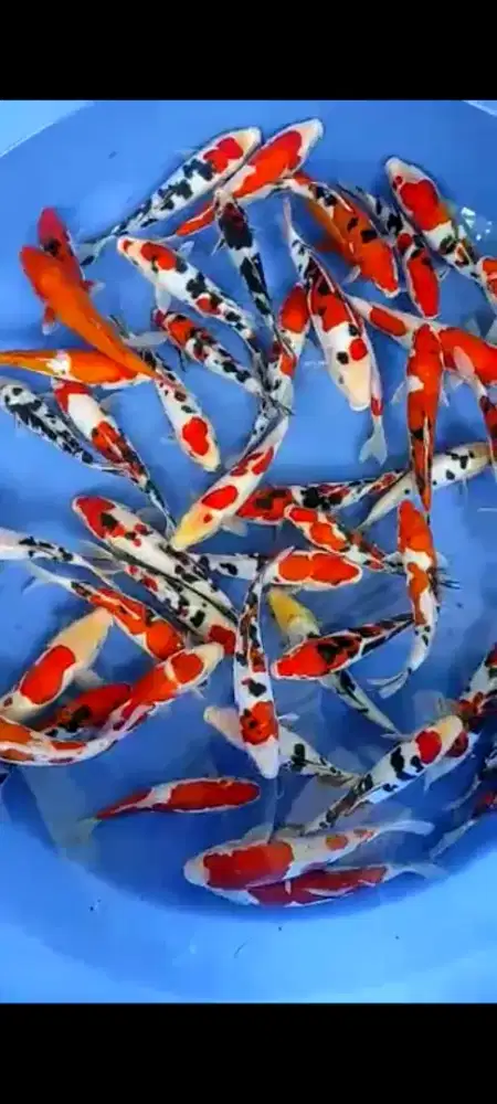 IKAN KOI BENIGOI KOROMO ETC