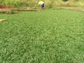 Rumput gajah mini plus pasang