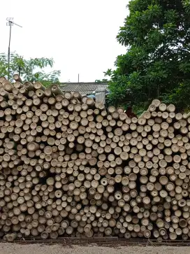 KAMI MENJUAL BAMBU STEGER DLL.