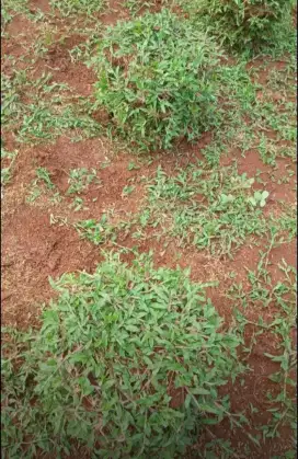 jual rumput gajah murah,rumput lapangan