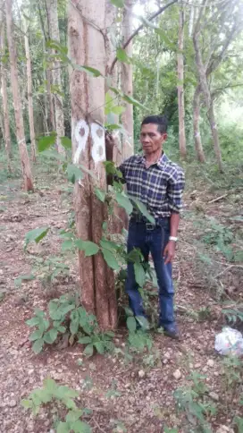 Tanah Kebun Pohon Jati Lokasi Strategis Pantura