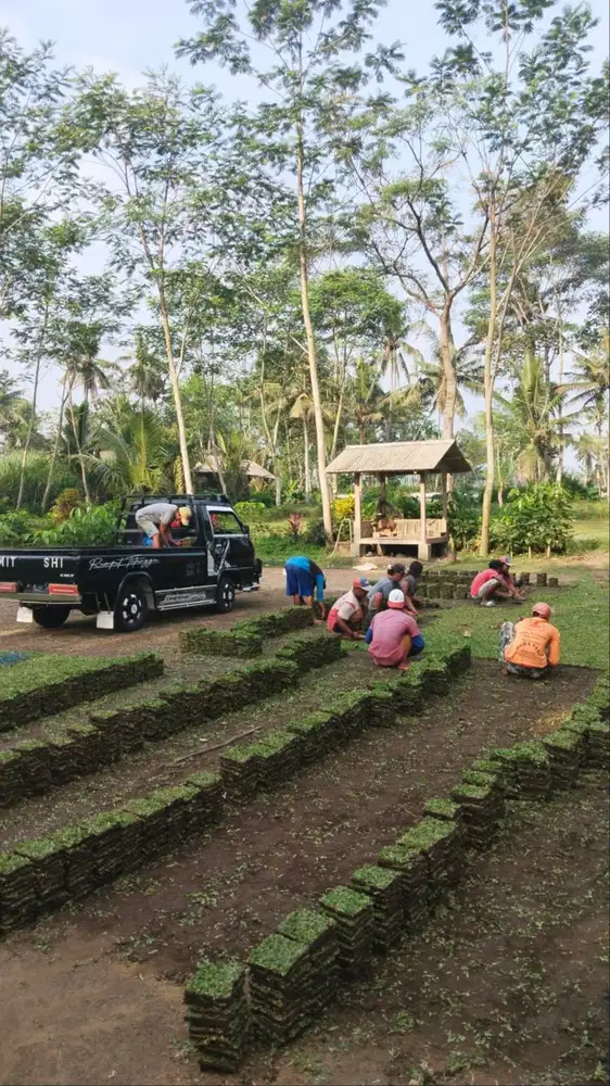 Supplier rumput gajah mini Pasuruan termurah