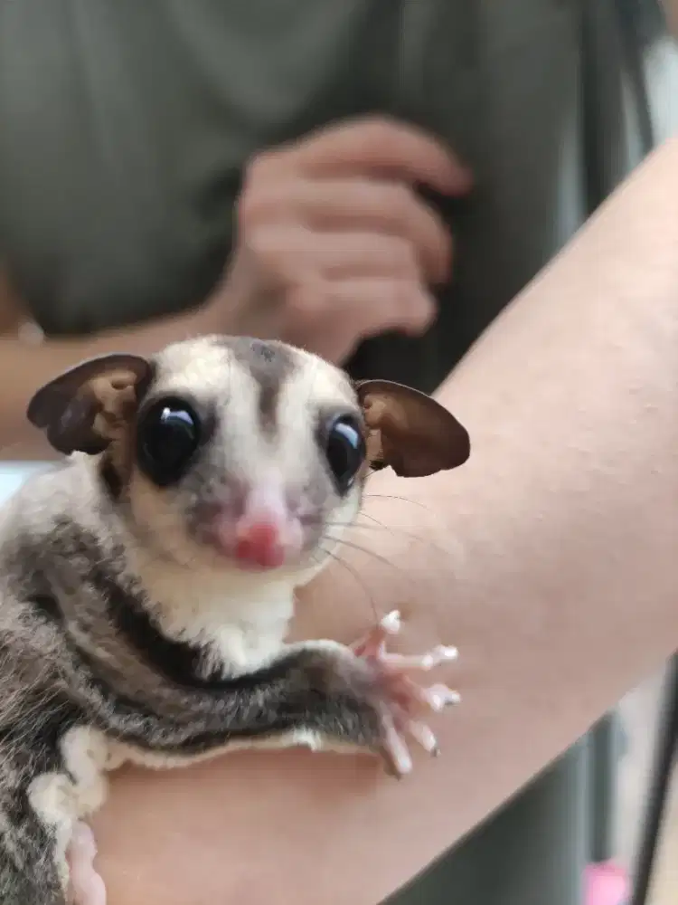 Sugar glider classic grey betina 1 bulan