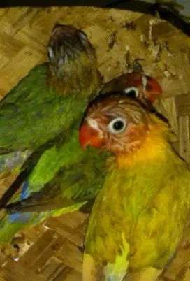 lovbird pasangan,lokbet-lakbert