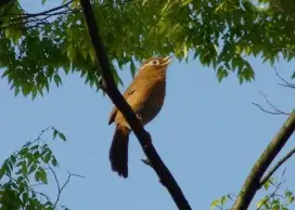 Terlaris Burung Hwamei/Wambi Jantan Bisa Kirim Indonesia