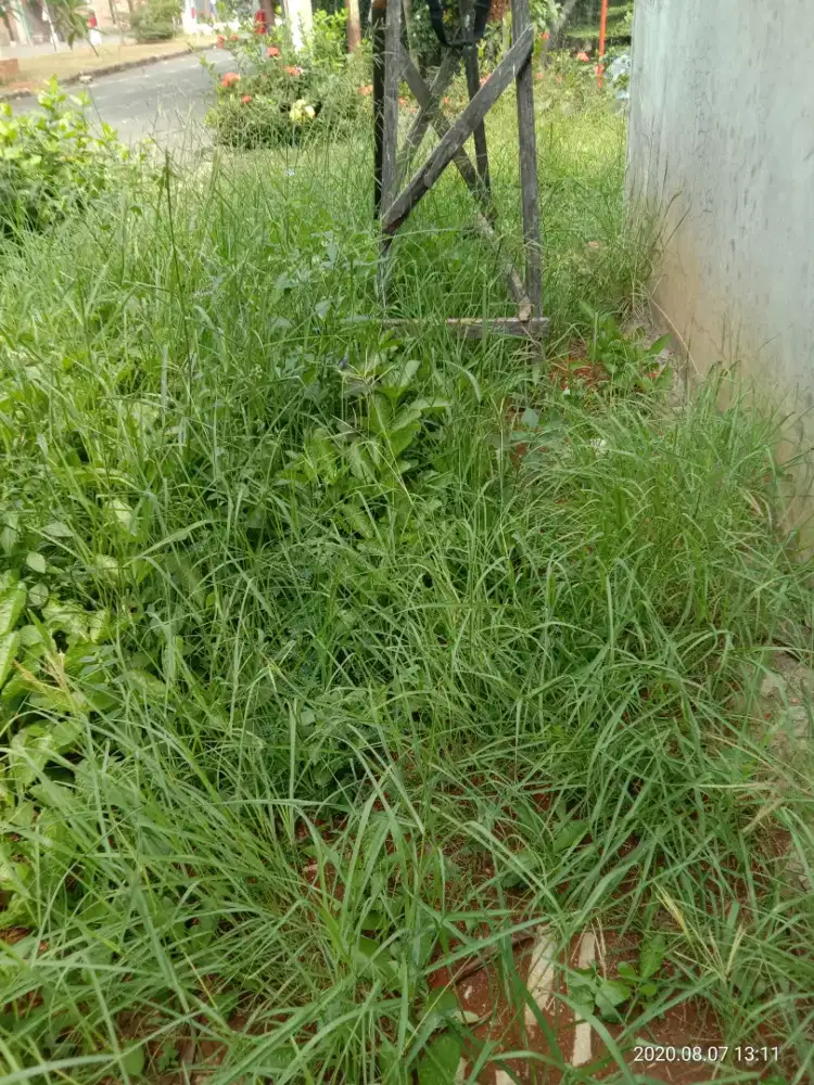 potong rumput taman/kebun membersihkan taman