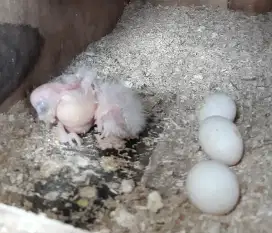 Baby Burung Falk WF