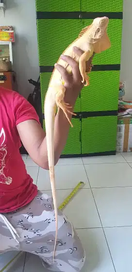 Iguana Red Albino