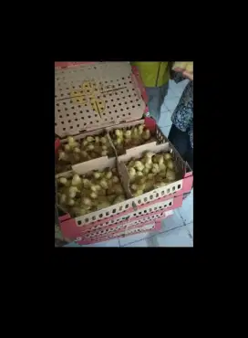 DOD bebek Peking