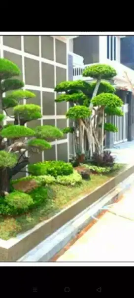 jasa taman murah