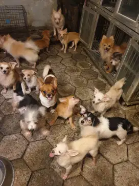 Dijual dog ras kecil mini