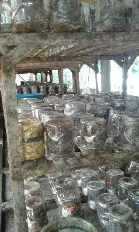 Semut rangrang  produktif penghasil kroto