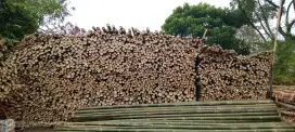 BAMBU STEGER SUPER DAN KASO