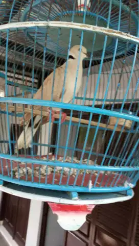 Burung puter pelung jantan remaja