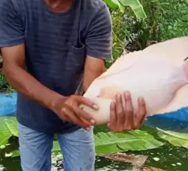 Amanah Olshope induk ikan gurame padang