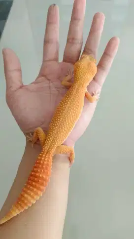 Gecko Sunglow super giant  full CT kualitas premium