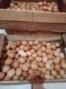 Telur bentet fress