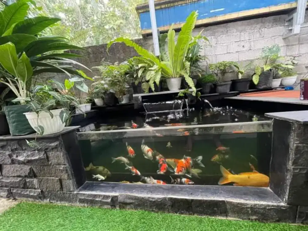 Kolam dan filter koi,