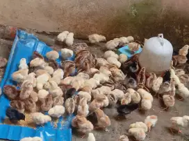 Anak ayam kampung usia 1 bln SDH divaksin