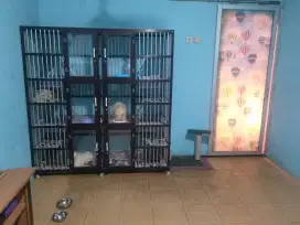 Penitipan Kucing daerah Tangerang (Pet Hotel)