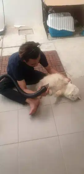 Termurah jasa grooming petshop anjing kucing panggilan mandi groomer