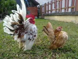 Ayam kate serama istimewa